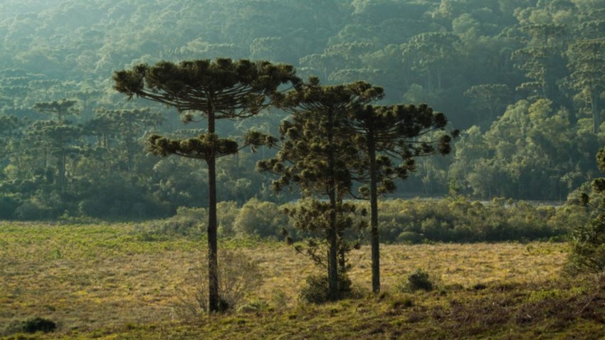 Temporada floja: no habrá venta de piñones y solo los locales podrán cosechar