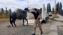 Gran operativo de la Policía para rescatar cinco caballos sueltos en Cipolletti