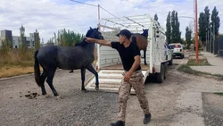 Gran operativo de la Policía para rescatar cinco caballos sueltos en Cipolletti