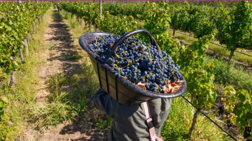 La Ruta del Vino: un recorrido para conocer la verdadera cepa neuquina