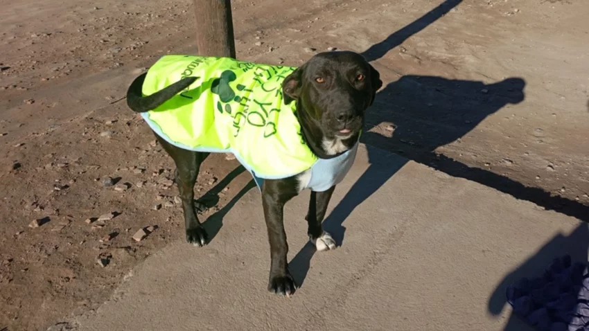 Patitas Unidas: El solidario trabajo de la neuquina que hace chalecos para perritos callejeros