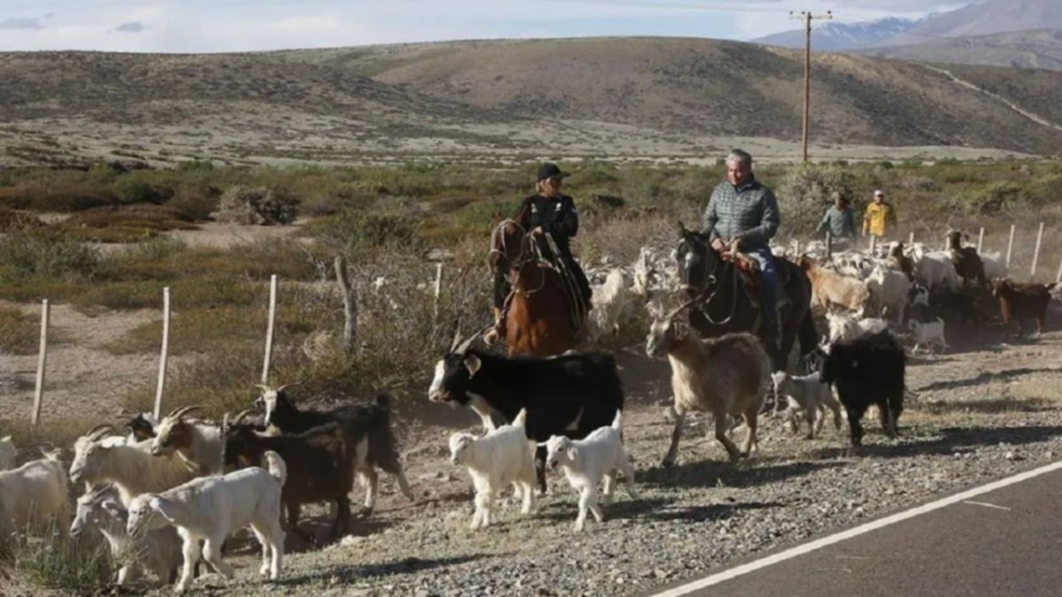 Trashumancia: “Se destinó un programa de créditos para costear el traslado de ganado”