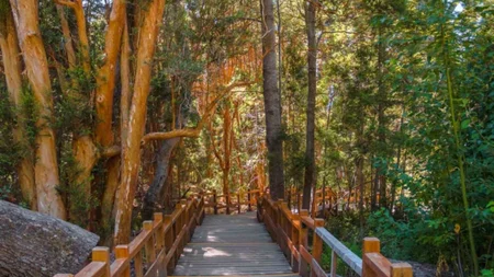 El “bosque encantado” que da nombre a un parque nacional en Neuquén