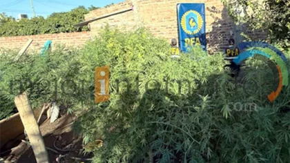 Reventaron un vivero de marihuana en Fernández Oro