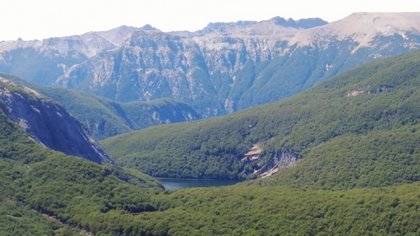 Cambio climático: podría complicarse el futuro de un árbol patagónico