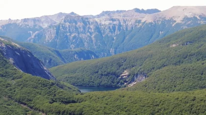 Cambio climático: podría complicarse el futuro de un árbol patagónico