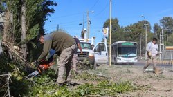 En Centenario talaron árboles porque había riesgo de caída ¿En qué zona?