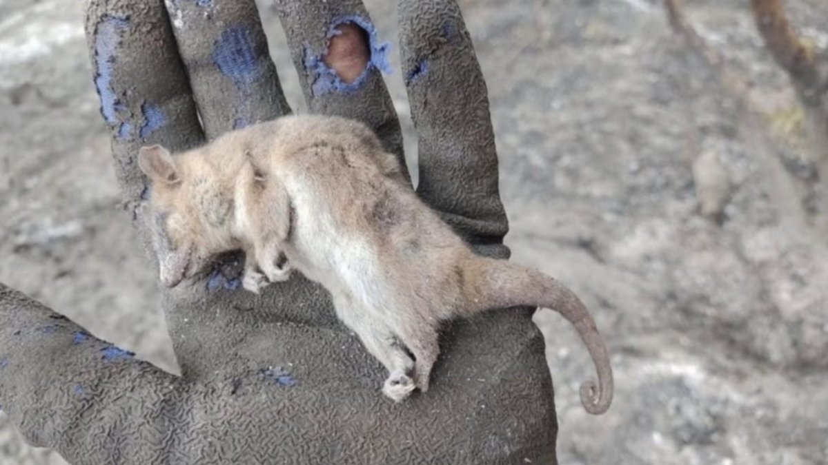El día después del fuego: preocupación por la pérdida de flora y fauna en Parque Lanín