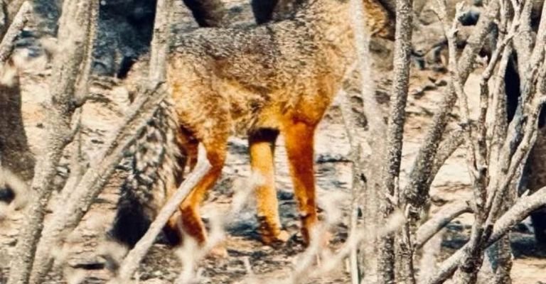 El día después del fuego: preocupación por la pérdida de flora y fauna en Parque Lanín- El día después del fuego: preocupación por la pérdida de flora y fauna en Parque Lanín