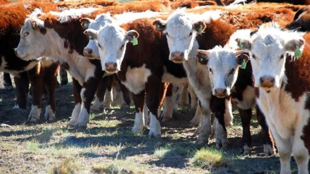 Figueroa quiere "bajar el precio de la carne" para "proteger al productor neuquino"