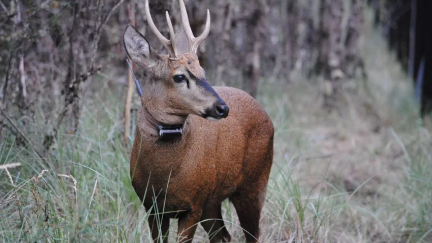 En el Parque Lanín siguen de cerca al primer huemul avistado en casi 30 años