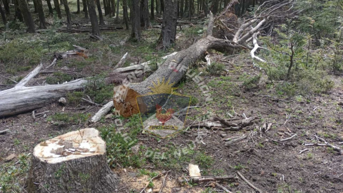 Realizaron un allanamiento por la tala de árboles centenarios en el cerro Chapelco