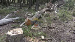 Realizaron un allanamiento por la tala de árboles centenarios en el cerro Chapelco