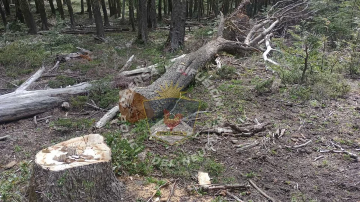 Realizaron un allanamiento por la tala de árboles centenarios en el cerro Chapelco