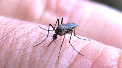 En alerta Villa Regina ante el hallazgo del mosquito transmisor del dengue