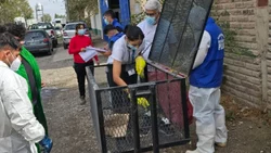 Un hombre tiró basura patogénica en las calles de Neuquén y quedó escrachado por una cámara