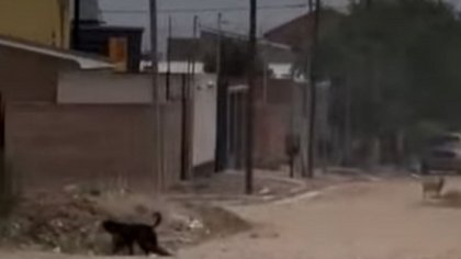 Mató a un perro a golpes, quedó grabado y se viralizó, en Plaza Huincul