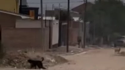 Mató a un perro a golpes, quedó grabado y se viralizó, en Plaza Huincul
