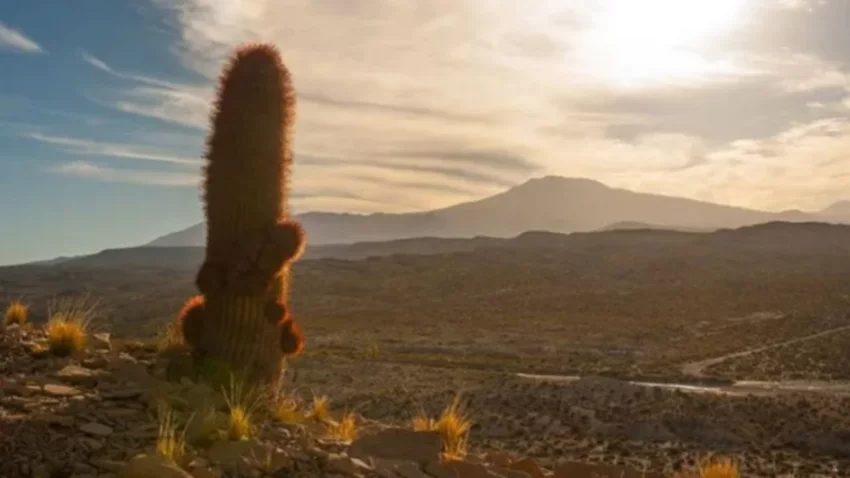 El lugar de Neuquén que impresiona por sus cactus gigantes