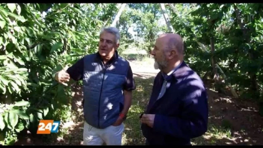 Aranceles a las cerezas argentinas en EEUU: “Hay que esperar con incertidumbre"