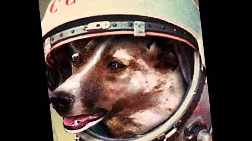 La triste historia de Laika, la perra vagabunda enviada para morir en el espacio