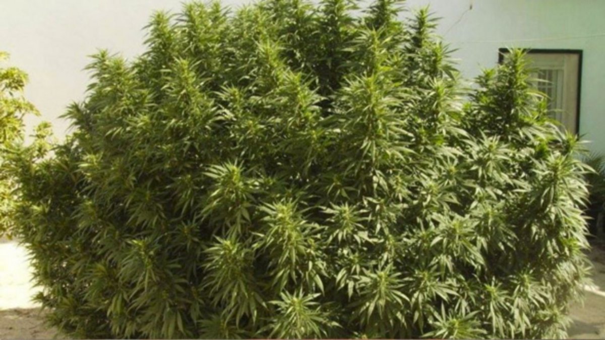 Vieron las plantas desde afuera de la casa y lo allanaron: no encontraron un kiosco narco