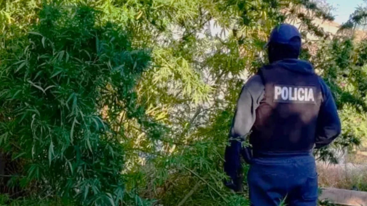 Detuvieron a una pareja de Godoy con 80 plantas de marihuana: tenían más de 3 metros de altura