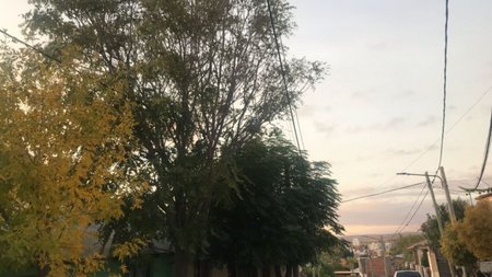 Insólito: por un cable caído hace tres meses que no pasa el recolector de basura