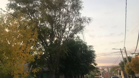 Insólito: por un cable caído hace tres meses que no pasa el recolector de basura