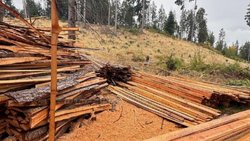 Tenían nueve aserraderos portátiles para talar y robar árboles en Lago Puelo