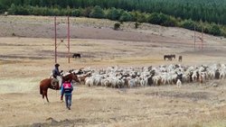 Más de 1.500 familias son asistidas durante el regreso de la trashumancia