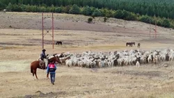 Más de 1.500 familias son asistidas durante el regreso de la trashumancia