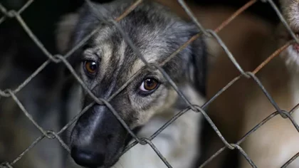 Abandonaron a su perrita que estaba enferma en la calle y murió: los acusaron de crueldad animal