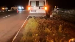 Viajaban por la Ruta 250 y chocaron contra chanchos jabalíes