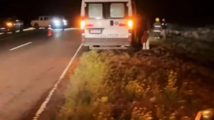 Viajaban por la Ruta 250 y chocaron contra chanchos jabalíes