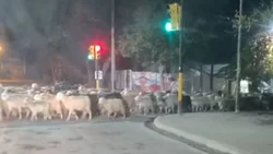 Trashumancia urbana en Chos Malal: el día que los chivos respetaron el semáforo