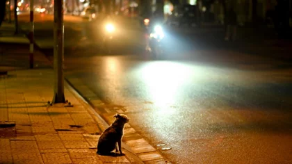 Por esquivar a un perro cayó de la moto y terminó en el hospital con las costillas fracturadas