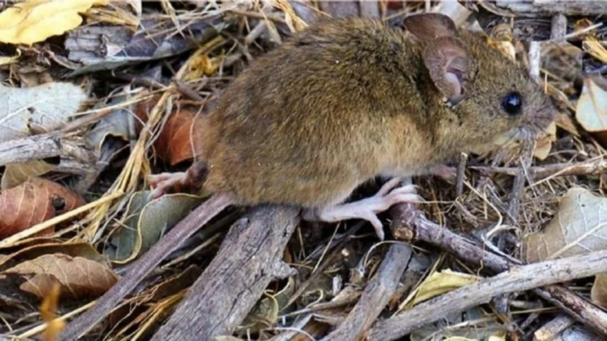 Hantavirus en la Patagonia: aseguran que es bajo el riesgo de contagio de los aislados