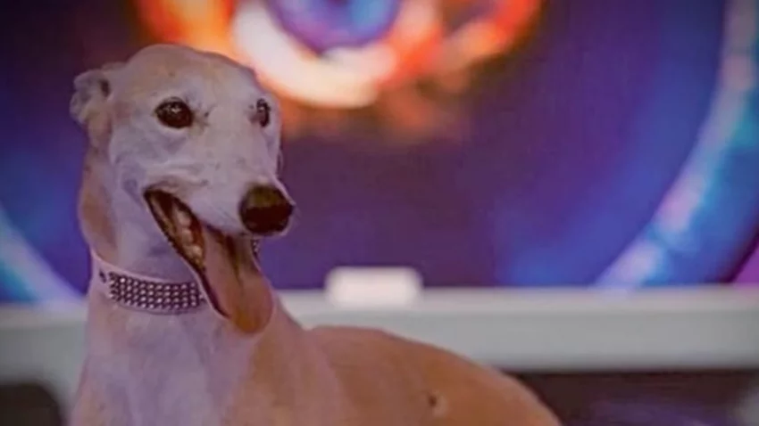 Gran Hermano: cuál de los "hermanitos" quiere adoptar a la perrita rescatada Paris
