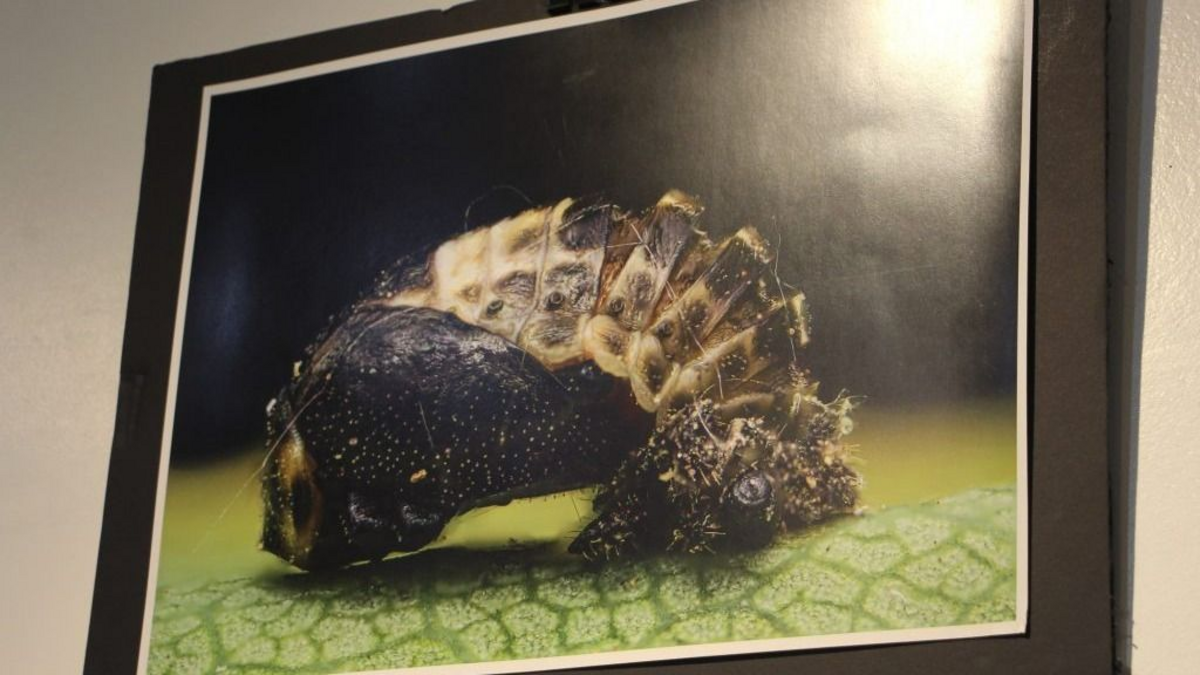 Realizarán una muestra que revela la belleza oculta del mundo microscópico