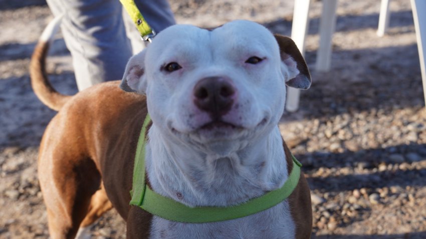 Día del animal y una charla en un jardín sobre tenencia responsable de mascotas
