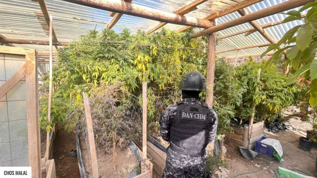 Histórico golpe al microtráfico en Chos Malal: secuestraron 34 kilos de cannabis valuados en $680 millones 