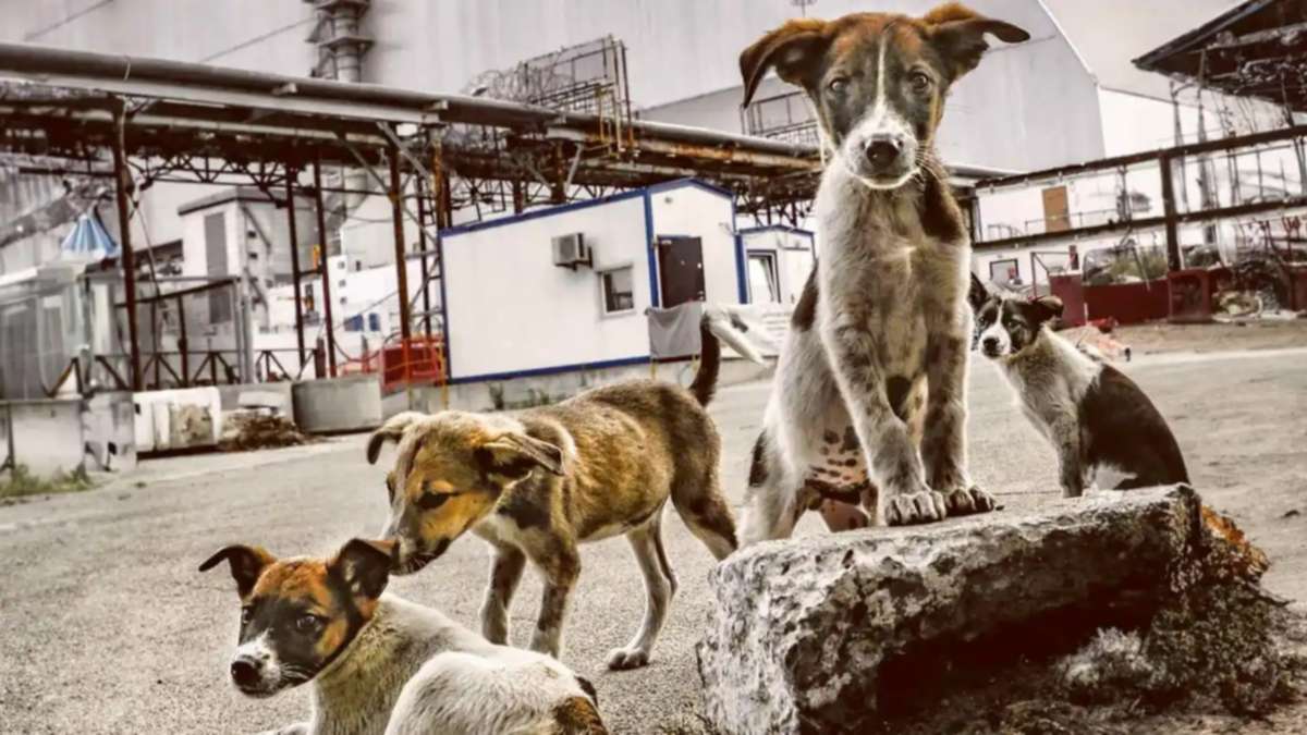 Chernobyl: los perros muestran una mejor adaptación genética a la radiación