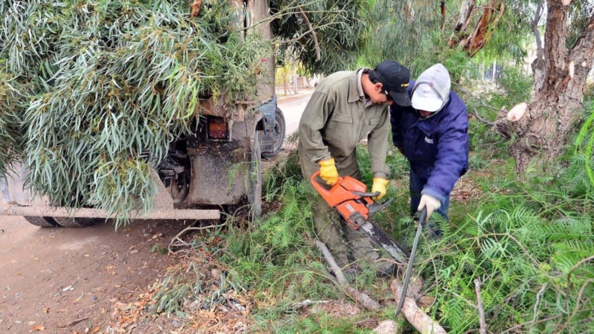 Neuquén capacita a nuevos podadores: cómo evitar mutilaciones que dañan el arbolado urbano