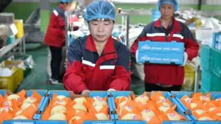 La pera china llega a Argentina: una fruta importada que plantea incómodas preguntas económicas