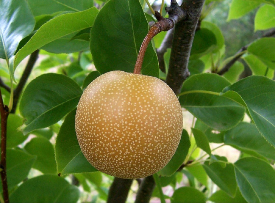 La pera china llega a Argentina: una fruta importada que plantea incómodas preguntas económicas
