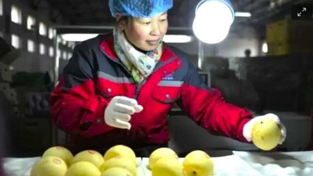 Preocupa el impacto en los productores nacionales por el ingreso de peras chinas