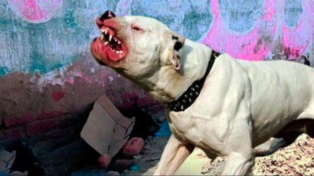Pitbull atacó a una niña en El Bolsón: dueño condenado a pagar indemnización millonaria