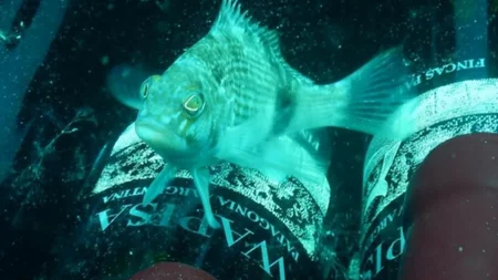 Vinos bajo el mar: abren inscripciones para el programa de Cava Submarina enLas Grutas