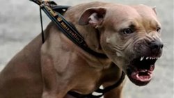 Un pitbull atacó a 5 personas en Centenario: buscan al dueño